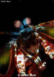 Mantis shrimp by Walter Bassi 